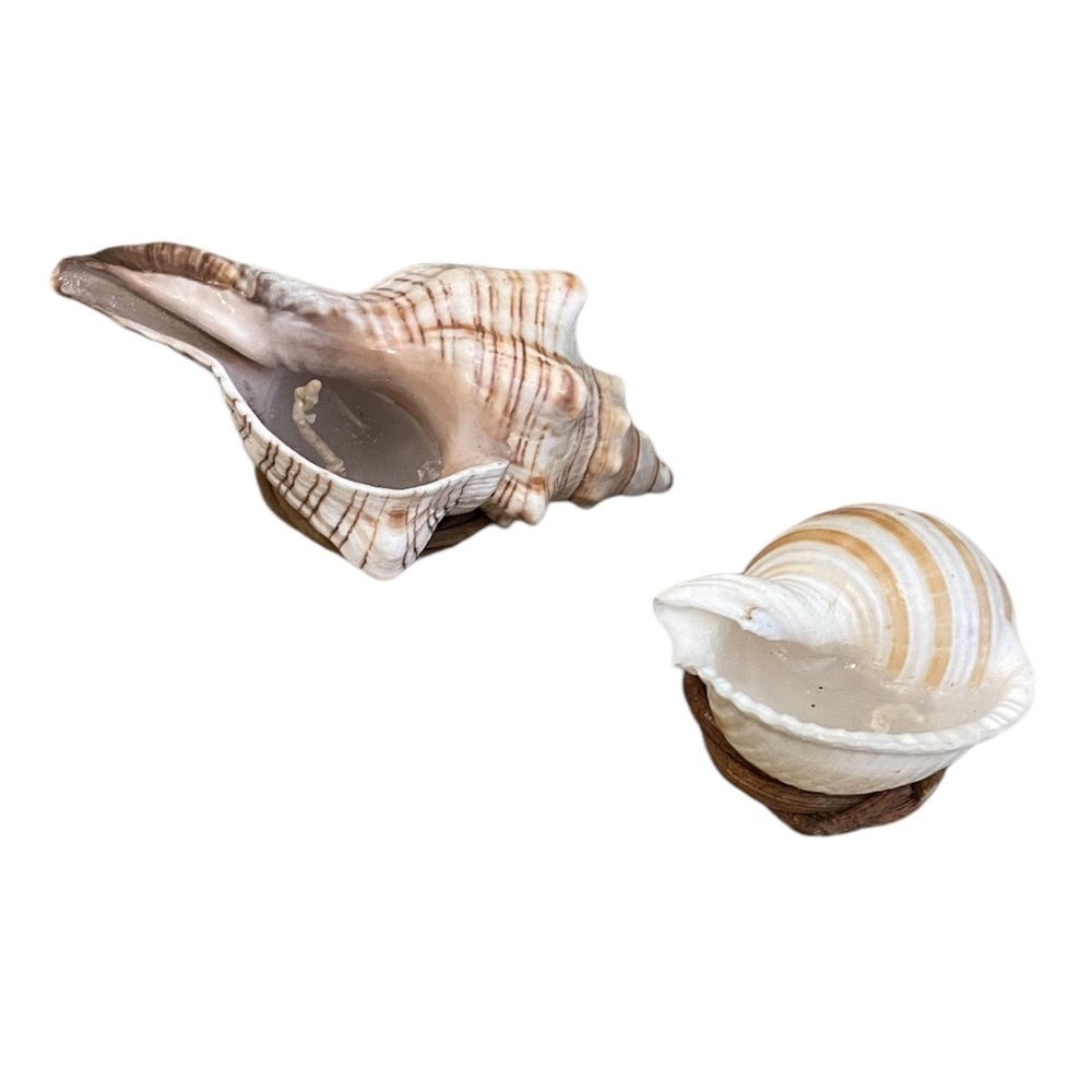 Set Of Two Seashell‎ Clear Wax Candle Set, New